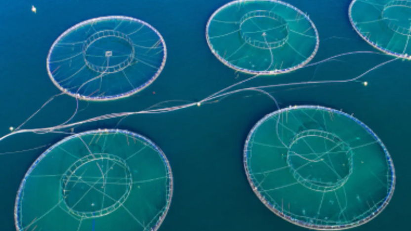 Vietnam Aquaculture Scoping Mission 5-9 September 2022
