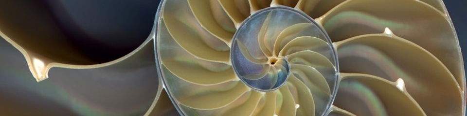 Jamaica Stevens - Ubiquity University